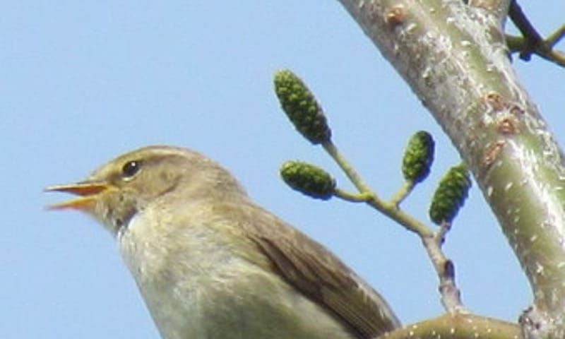 Vroege vogelwandeling, Slot Haamstede
