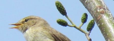 Vroege vogelwandeling, Slot Haamstede