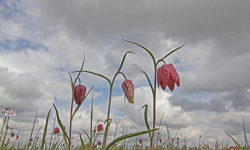 Kievitsbloem Natuurmonumenten