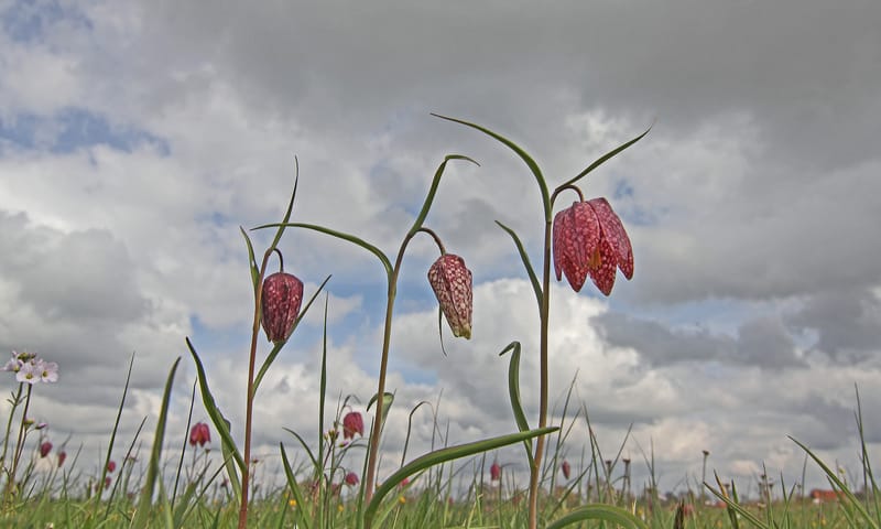 Kievitsbloem Natuurmonumenten
