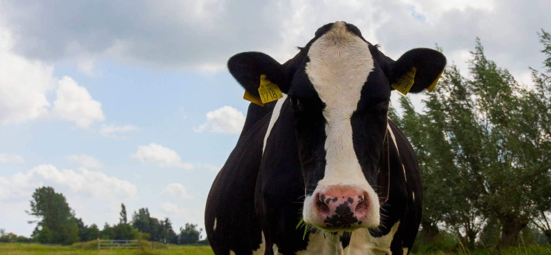 Europees landbouwbeleid moet ambitieuzer om natuur en milieu te beschermen