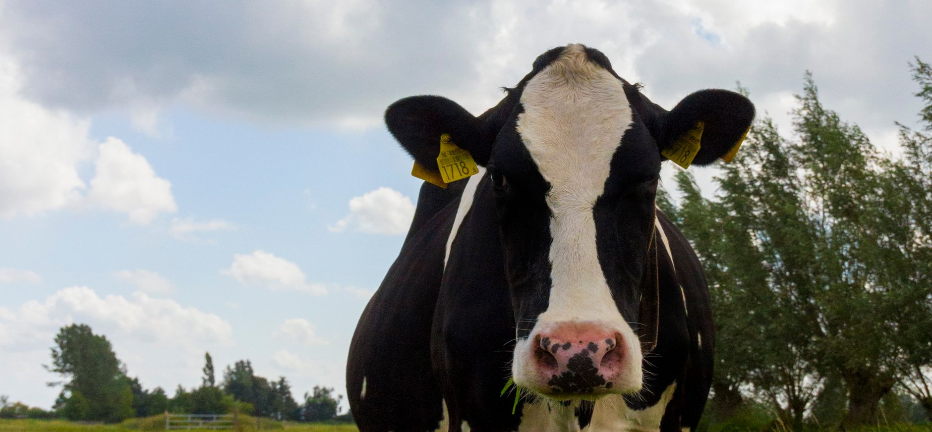 Europees landbouwbeleid moet ambitieuzer om natuur en milieu te beschermen