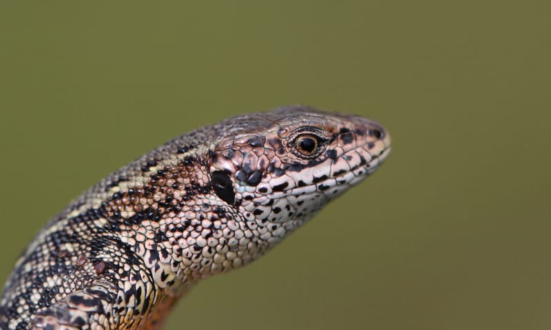 Wandeling op zoek naar reptielen - Bergherbos