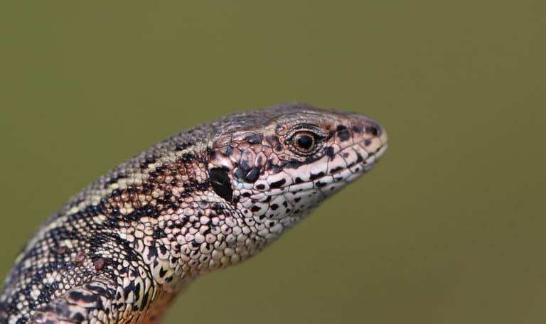 Op zoek naar jonge reptielen - Bergherbos