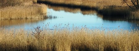 Wandelroute Waverhoek, vlak bij de Vinkeveense plassen