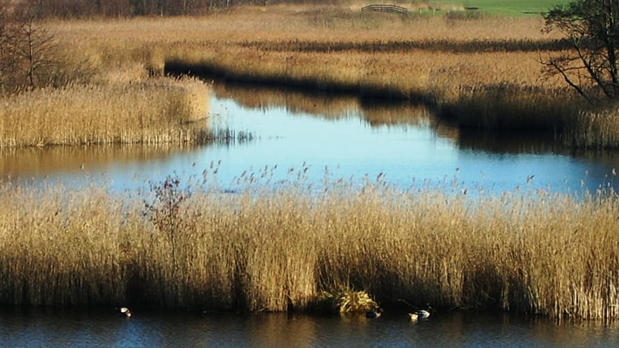 Wandelroute Waverhoek, vlak bij de Vinkeveense plassen