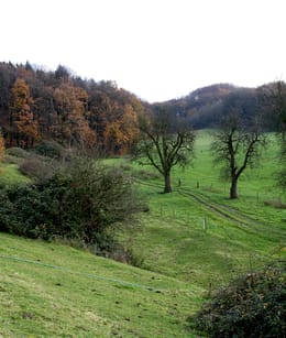 Imstenraderbos