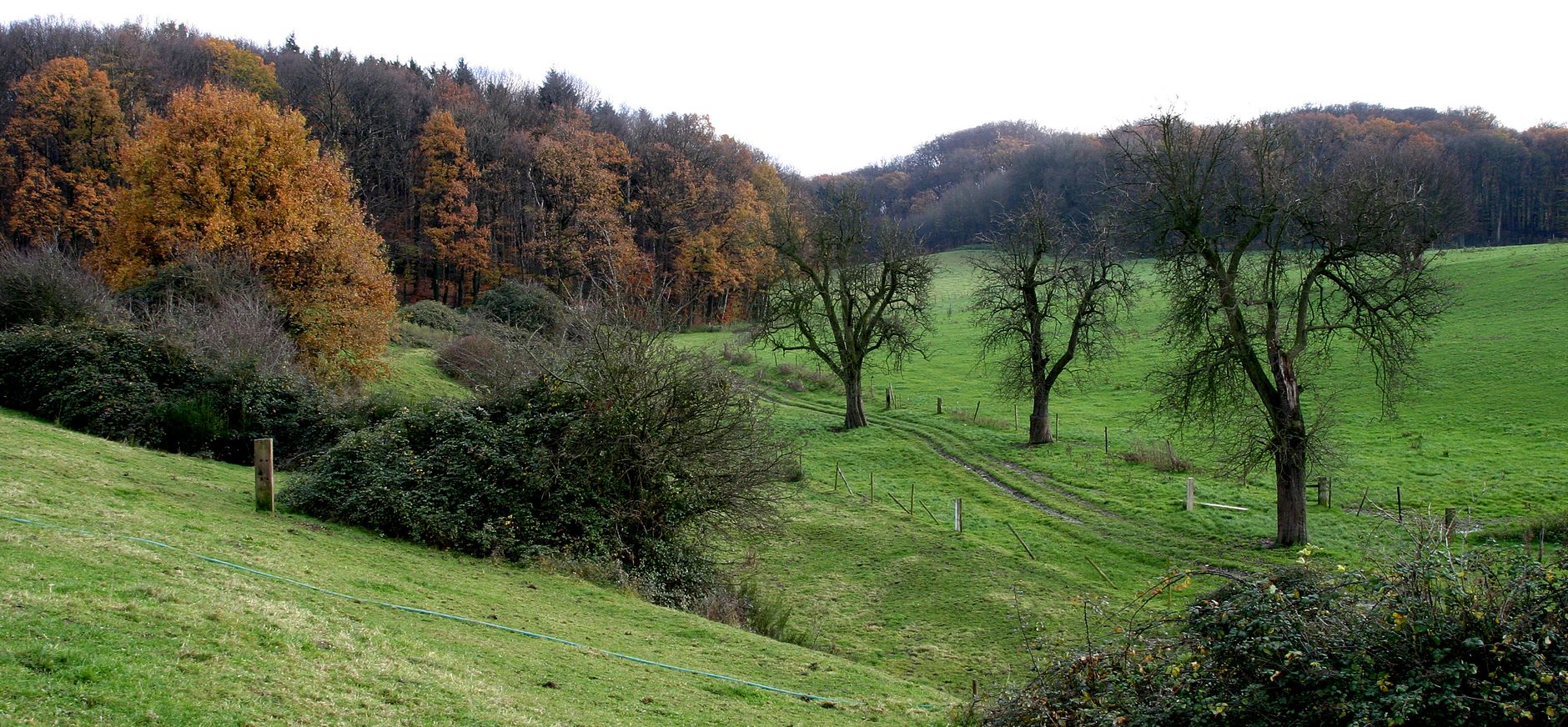Imstenraderbos