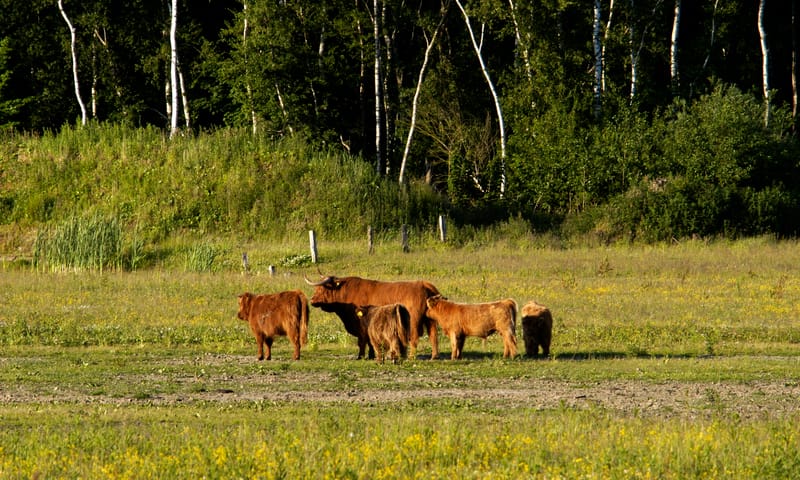 Schotse Hooglanders aan de rand van het Kadoelerbos