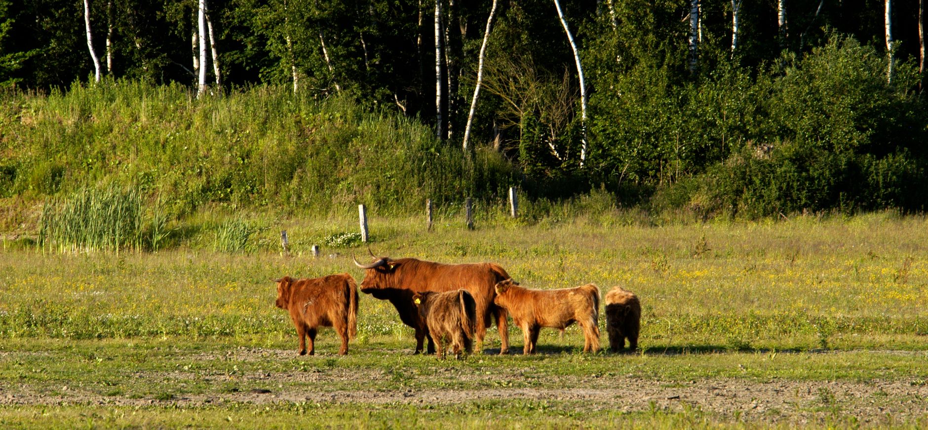 Kadoelerbos