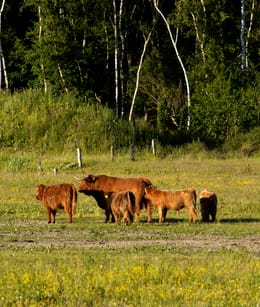 Kadoelerbos
