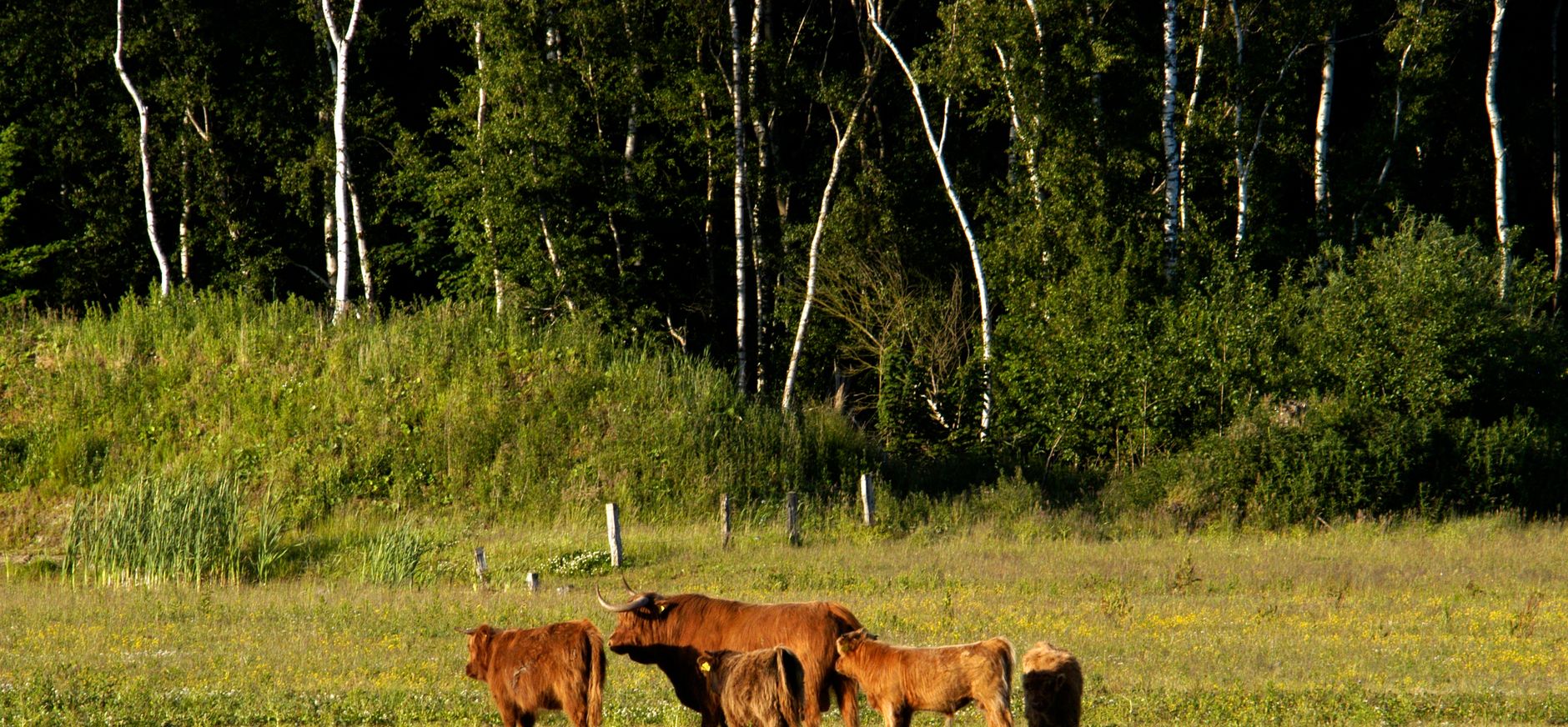 Kadoelerbos