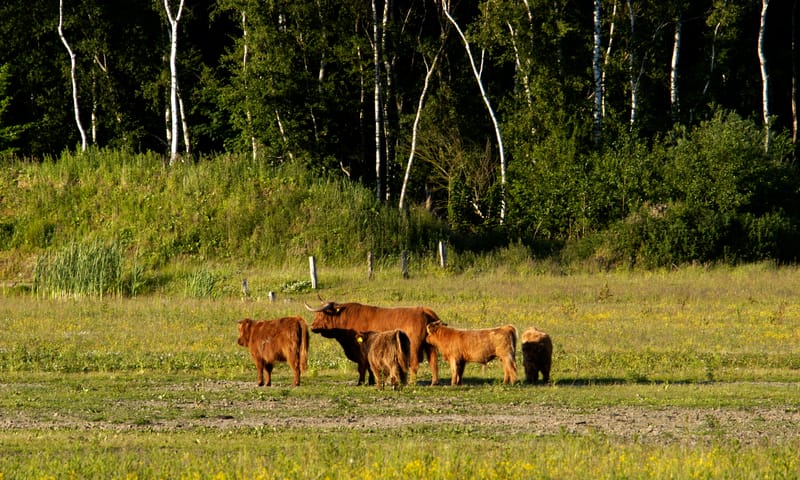 Schotse Hooglanders aan de rand van het Kadoelerbos