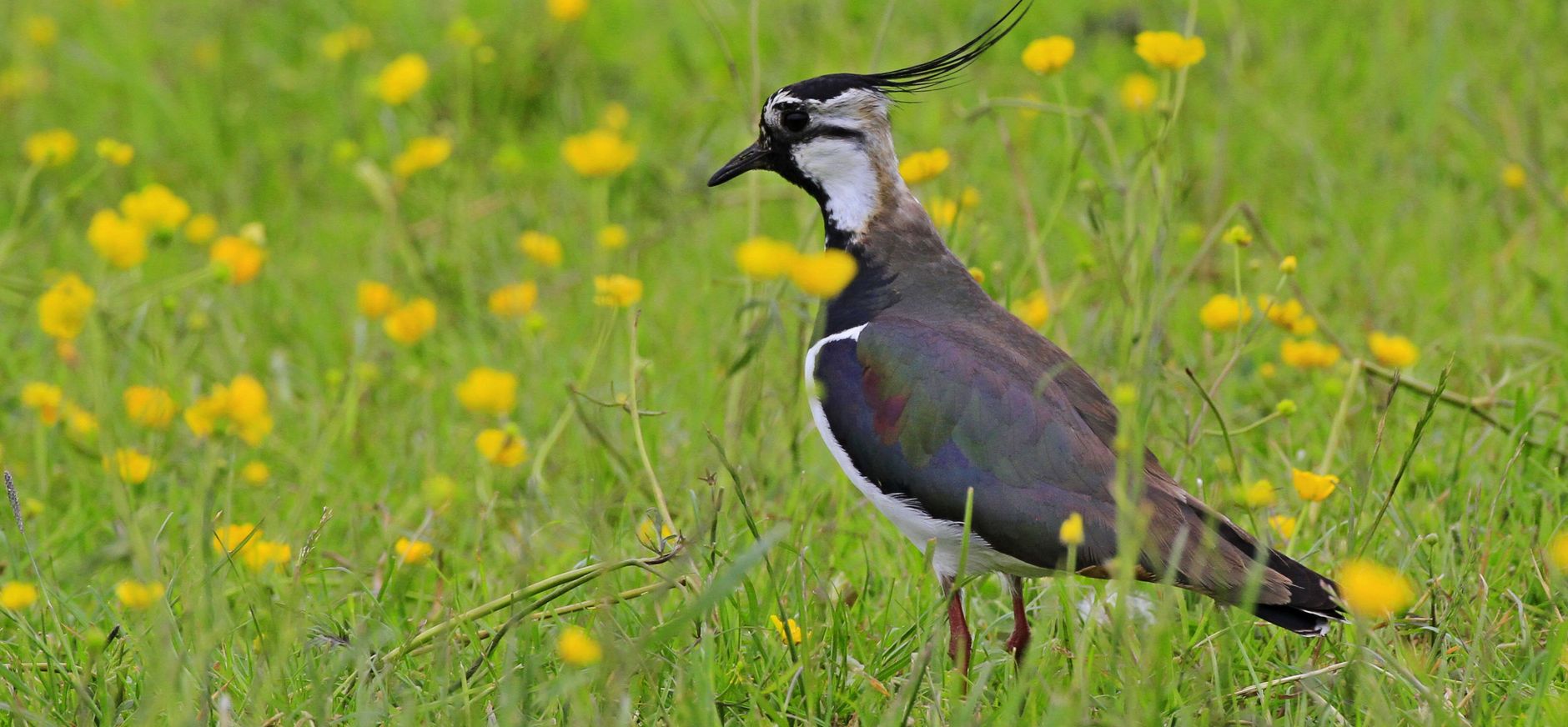 Aantallen weidevogels Polder Noord-Kethel gegroeid Aantallen weidevogels Polder Noord-Kethel gegroeid
