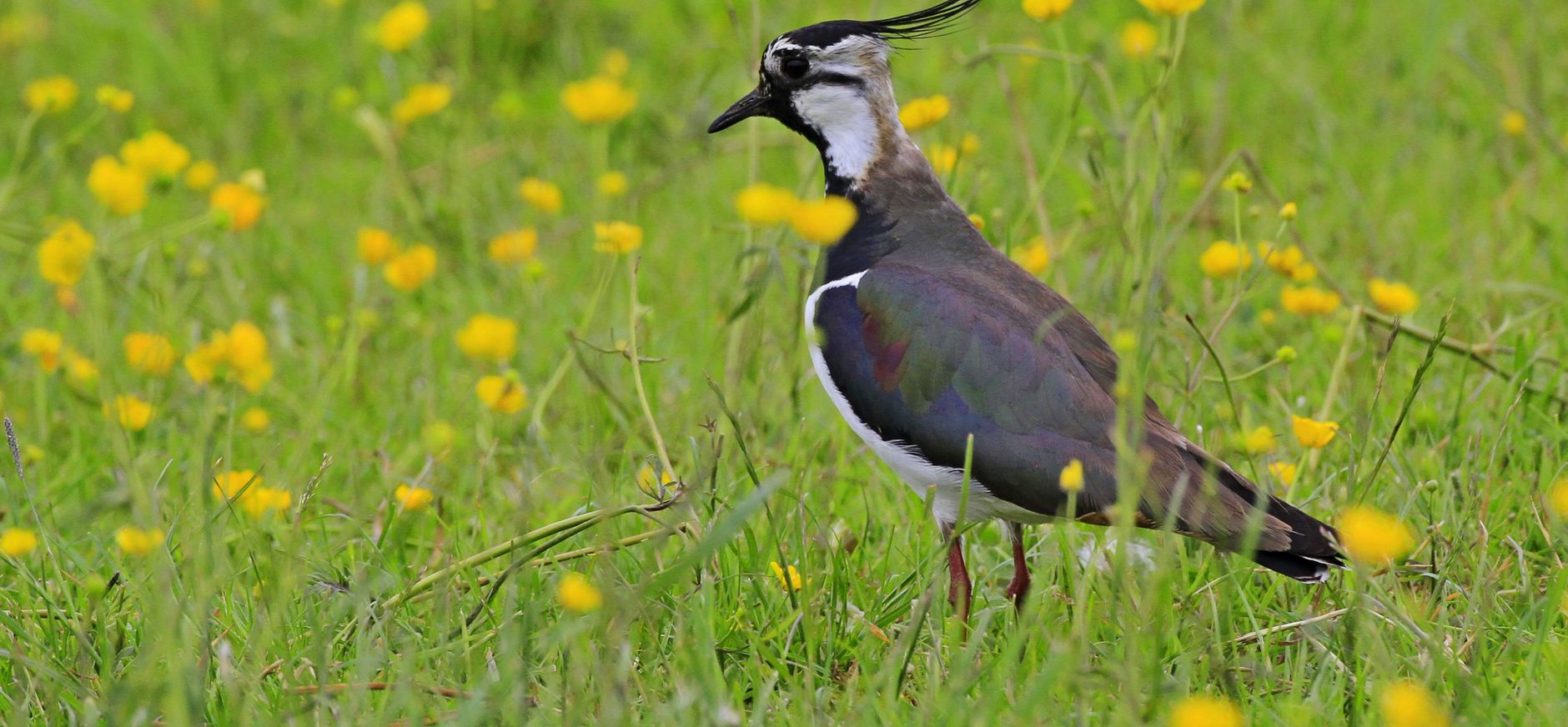 Aantallen weidevogels Polder Noord-Kethel gegroeid Aantallen weidevogels Polder Noord-Kethel gegroeid