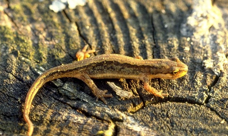 De Poel
