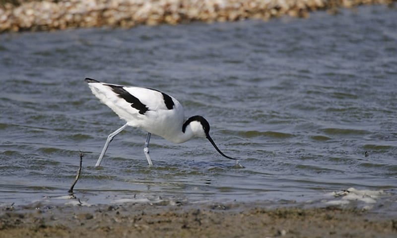 Een kluut op zoek naar eten in Katse Plaat