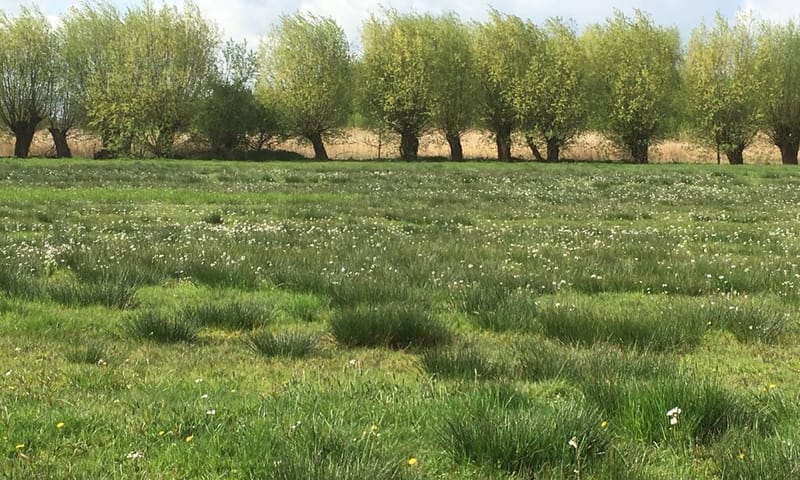 Knotwilgen Noordpolder van Ossendrecht Natuurmonumenten