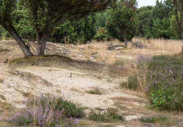 Stuifzand