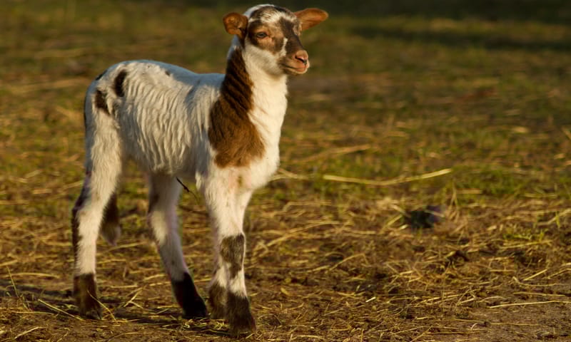 Gezinsnatuurdag Schaap Dwingelderveld