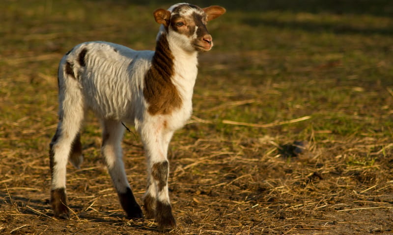 Gezinsnatuurdag Schaap Dwingelderveld