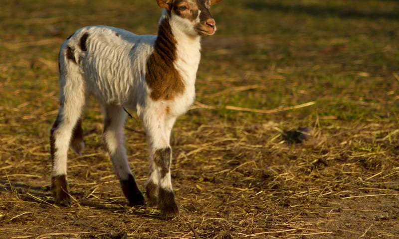 Gezinsnatuurdag Schaap Dwingelderveld Gezinsnatuurdag Schaap Dwingelderveld