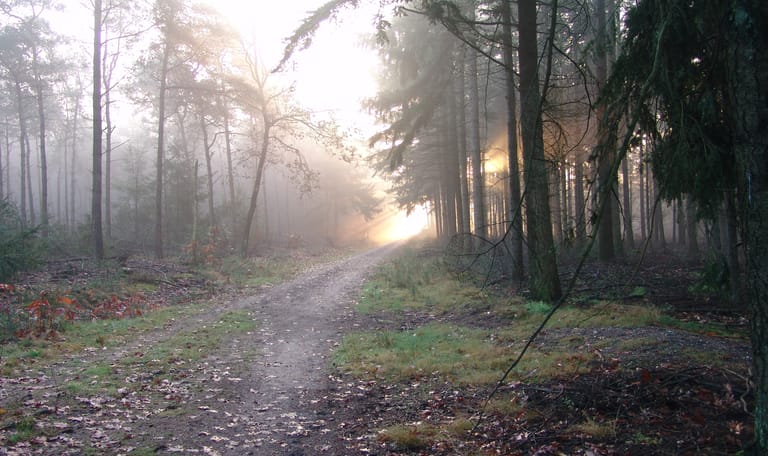 Langenboomse Bossen