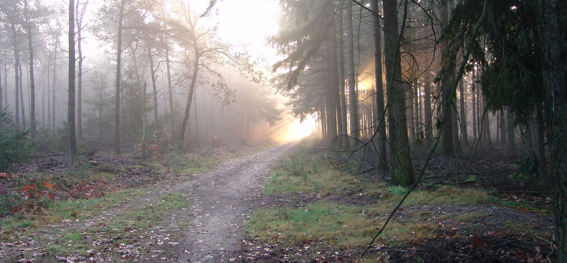 Langenboomse Bossen