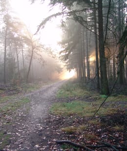 Langenboomse Bossen