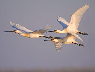 Wandelroute Groene Jonker: vogels