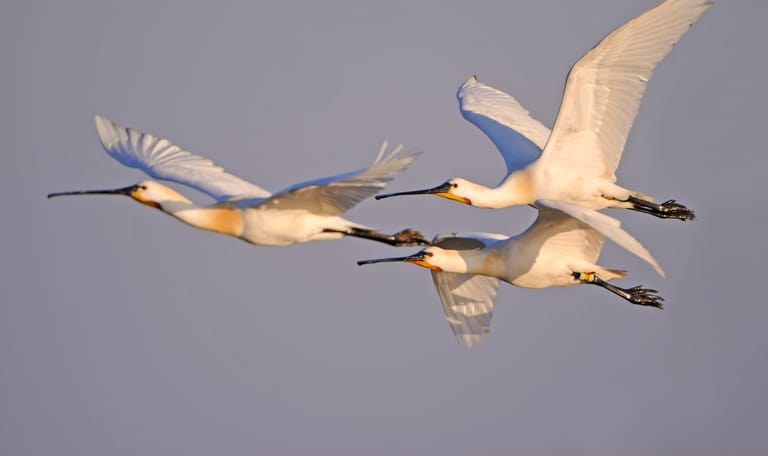 Wandelroute Groene Jonker: vogels