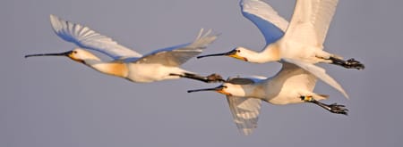 Wandelroute Groene Jonker: vogels