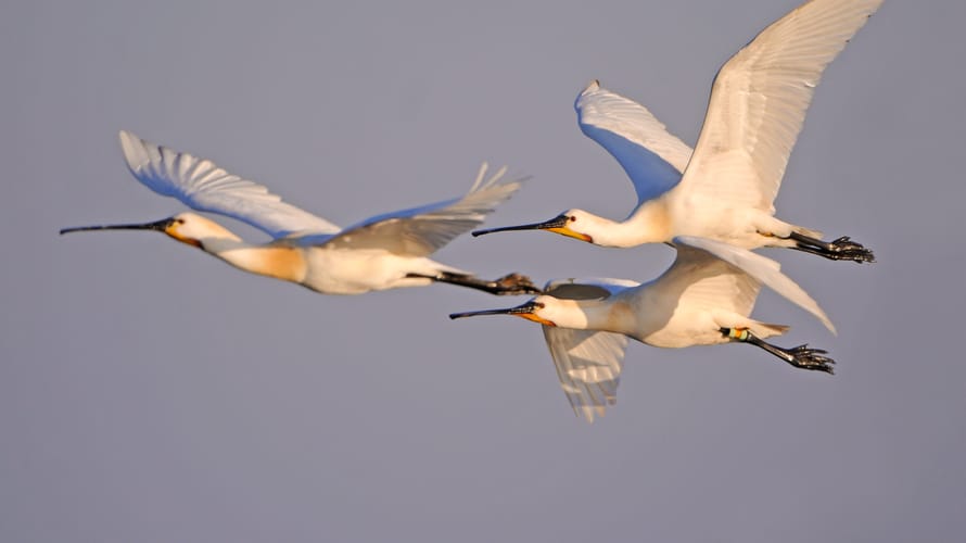 Eerste lepelaars weer terug op natuureiland Tiengemeten Eerste lepelaars weer terug op natuureiland Tiengemeten