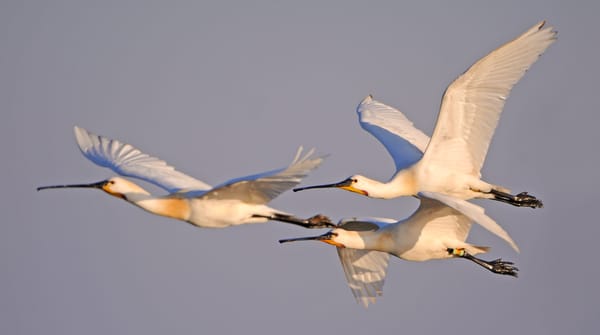Wandelroute Groene Jonker: vogels