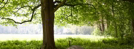 Wandelroute over landgoed de Snippert, tussen Losser en Oldenzaal