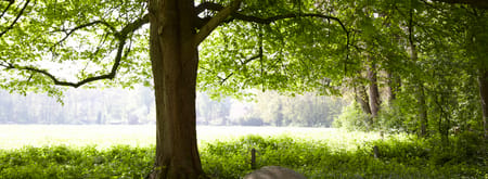 Wandelroute over landgoed de Snippert, tussen Losser en Oldenzaal
