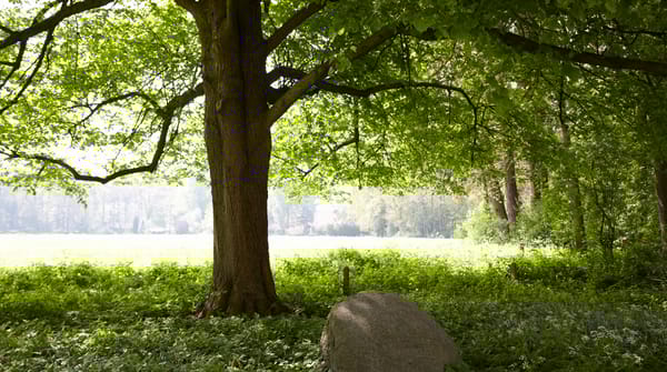 Wandelroute over landgoed de Snippert, tussen Losser en Oldenzaal