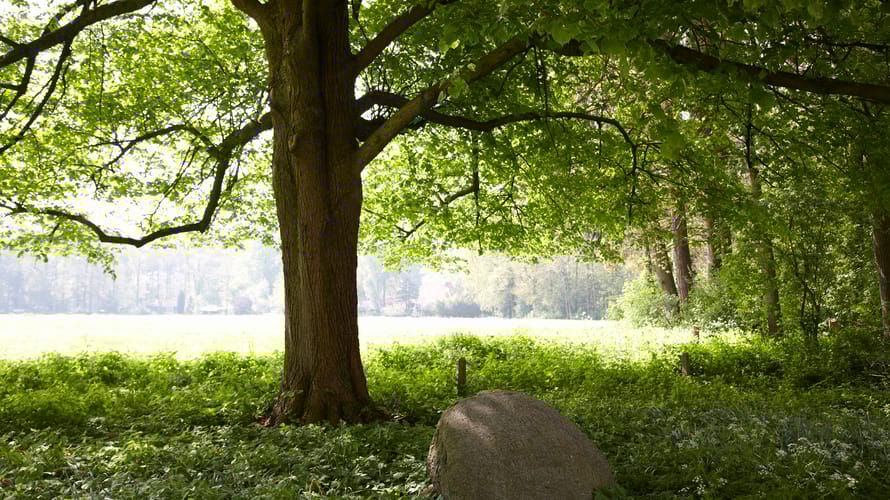 Wandelroute over landgoed de Snippert, tussen Losser en Oldenzaal