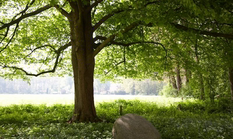 Lindeboom en gedenksteen op landgoed Snippert Natuurmonumenten