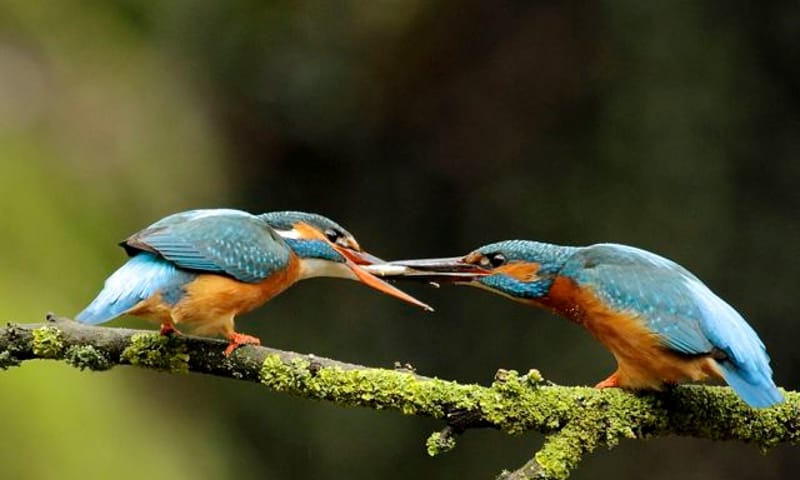 IJsvogels