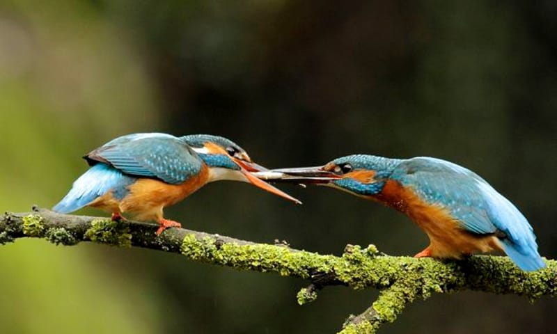 IJsvogels