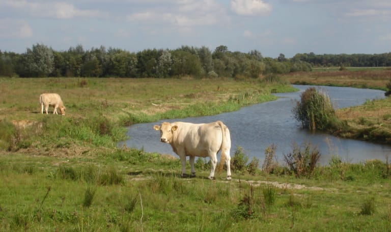 Markdal