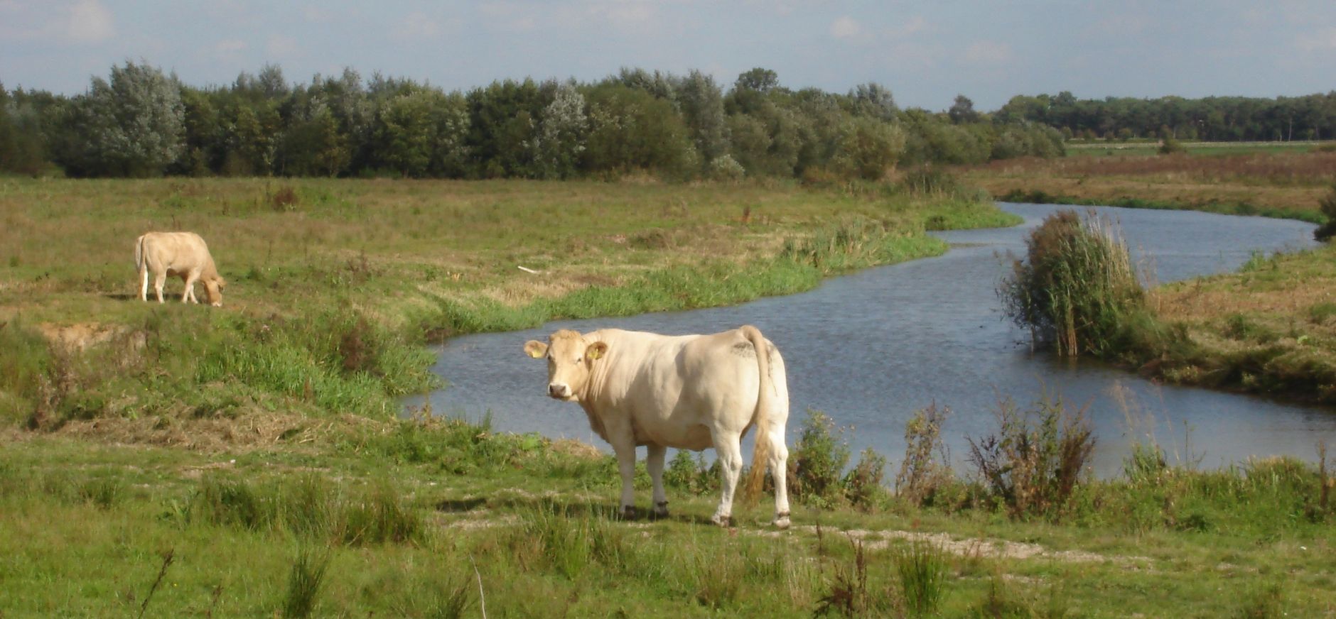 Markdal