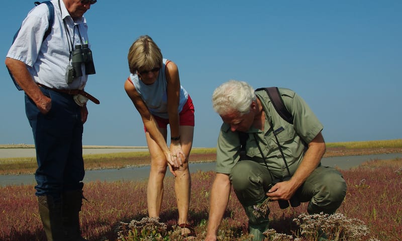 Mensen bekijken lamsoor Natuurmonumenten