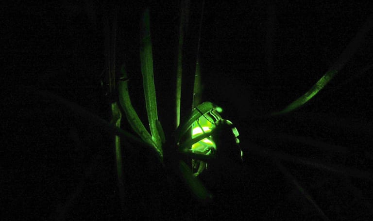 Natuur met een zaklamp