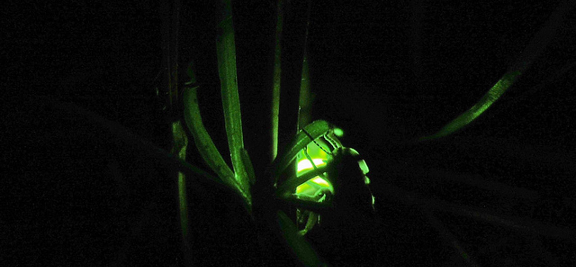 Natuur met een zaklamp