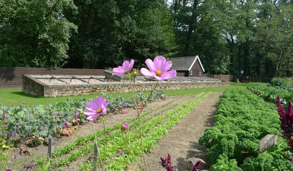 Moestuin met boomgaard Moestuin met boomgaard