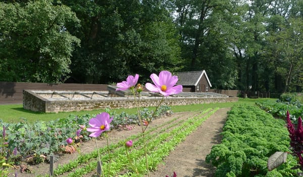 Moestuin met boomgaard Moestuin met boomgaard