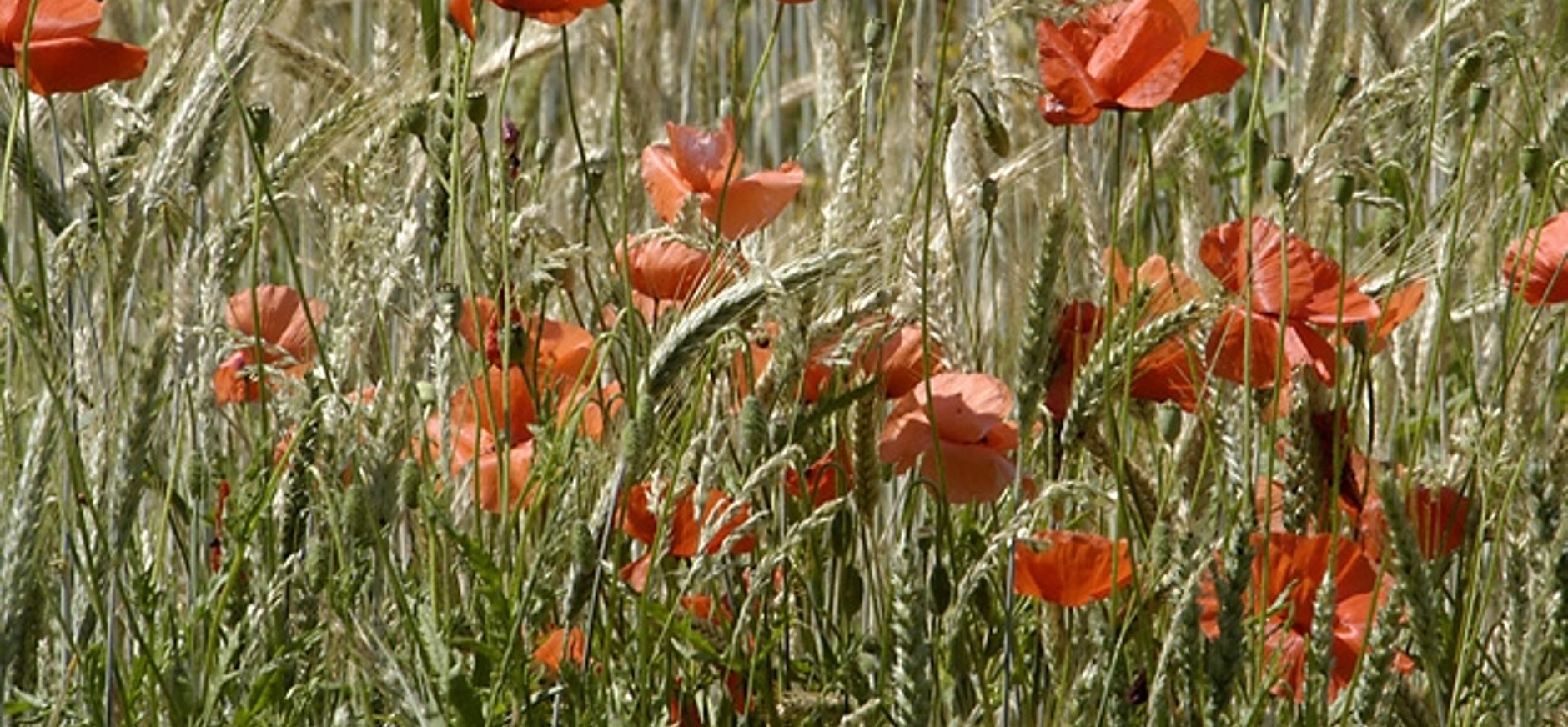 Molterheurne
