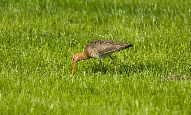 Grutto